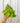 4" Philodendron 'Cordatum Lemon'