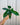 A person holding a 4-inch Philodendron 'Florida' plant with large green leaves against a metal background.