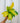4" Philodendron 'Lemon Lime'