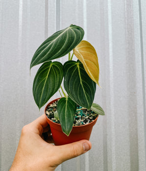 A hand holding a 4-inch Philodendron 'Melanochrysum' plant with deep green leaves and golden veins in a small red pot.