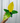 A person holding a 4-inch pot of Philodendron 'Moonlight' plant with bright green and yellow leaves.