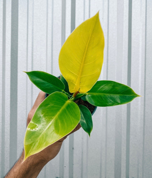A person holding a 4-inch pot of Philodendron 'Moonlight' plant with bright green and yellow leaves.