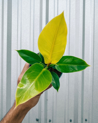 A person holding a 4-inch pot of Philodendron 'Moonlight' plant with bright green and yellow leaves.