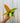 A person holding a potted Philodendron 'Prince of Orange' plant with vibrant orange and green leaves against a metal background.