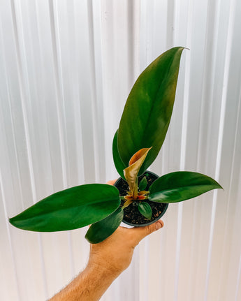 A person holding a 4-inch pot of Philodendron 'Rojo Congo' plant with rich red to burgundy foliage against a metal background.