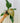 A person holding a 4-inch pot of Philodendron 'Summer Glory' plant with heart-shaped leaves featuring a vibrant mix of golden-green coloring.