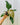 A person holding a 4-inch pot of Philodendron 'Summer Glory' plant with heart-shaped leaves featuring a vibrant mix of golden-green coloring.