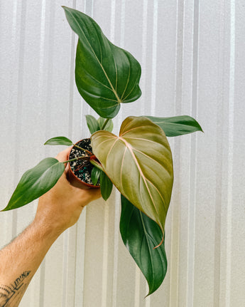 A person holding a 4-inch pot of Philodendron 'Summer Glory' plant with heart-shaped leaves featuring a vibrant mix of golden-green coloring.