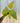 A 4-inch pot of Philodendron 'Warscewiczii Aurea' with large, yellow-green leaves, placed against a metal background.