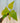 A 4-inch pot of Philodendron 'Warscewiczii Aurea' with large, yellow-green leaves, placed against a metal background.