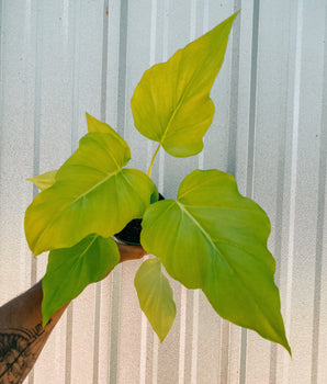 A 4-inch pot of Philodendron 'Warscewiczii Aurea' with large, yellow-green leaves, placed against a metal background.