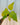 A 4-inch pot of Philodendron 'Warscewiczii Aurea' with large, yellow-green leaves, placed against a metal background.