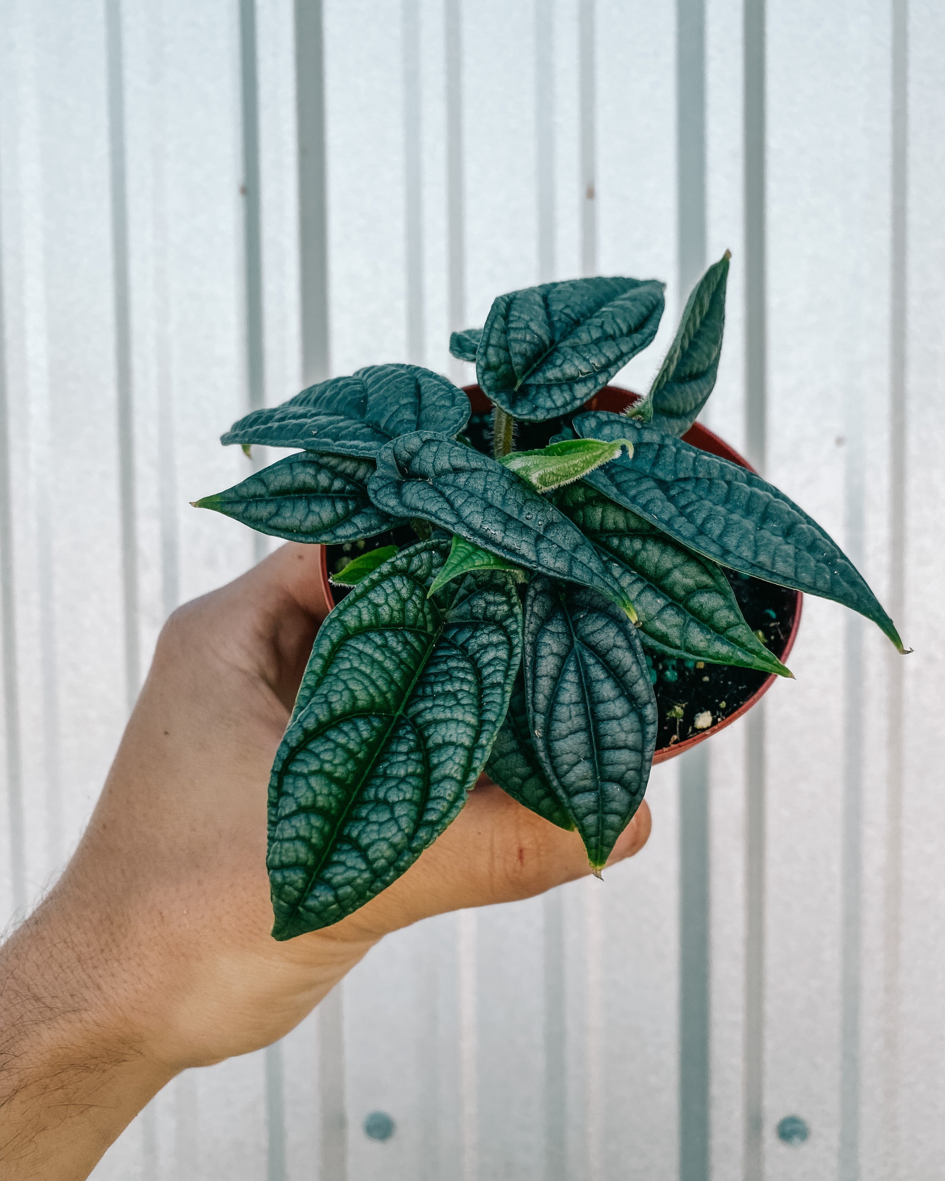 philodendron piper 4" Piper 'Parmatum'