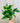 A person holding a 4-inch pot of Pothos 'Golden' plant with vibrant green and yellow variegated leaves.
