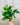 A person holding a 4-inch pot of Pothos 'Golden' plant with vibrant green and yellow variegated leaves.