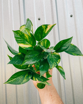 A person holding a 4-inch pot of Pothos 'Golden' plant with vibrant green and yellow variegated leaves.
