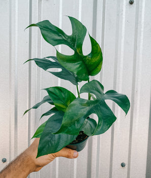 A person holding a 4-inch Rhaphidophora Tetrasperma 'Mini Monstera' plant with split-leaf pattern.