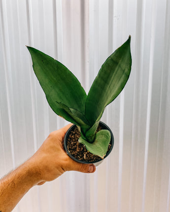 A hand holding a potted Sansevieria 'Moonshine' plant against a metal background.