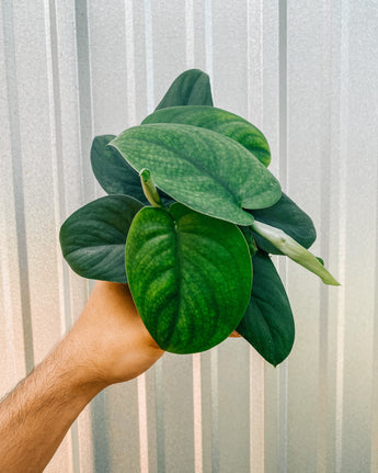 A person holding a 4-inch Scindapsus 'Jade Satin' plant with heart-shaped leaves with a silvery sheen.