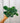 A person holding a 4-inch Scindapsus 'Pictus Argyraeus' plant with heart-shaped leaves showing silver variegation.