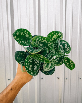A person holding a 4-inch Scindapsus 'Pictus Argyraeus' plant with heart-shaped leaves showing silver variegation.