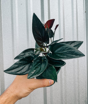 4" Syngonium Erythrophyllum 'Red Arrow'