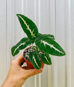 A hand holding a 4-inch Syngonium 'Wendlandii' plant with arrow-shaped leaves and white veining against a metal background.