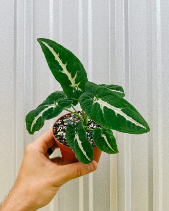 A hand holding a 4-inch Syngonium 'Wendlandii' plant with arrow-shaped leaves and white veining against a metal background.