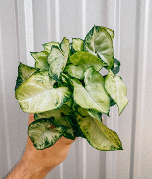 4" Syngonium 'White Pixie'