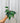 A person holding a variegated Hoy Macrophylla plant with elongated leaves showing creamy white margins and vibrant green centers.
