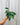 A person holding a variegated Hoy Macrophylla plant with elongated leaves showing creamy white margins and vibrant green centers.