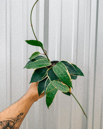 A person holding a variegated Hoy Macrophylla plant with elongated leaves showing creamy white margins and vibrant green centers.
