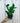 4" Zamioculcas Zamiifolia 'ZZ plant'