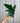 4" Calathea Rufibarba 'Furry Feather'