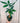 A hand holding a 6-inch braided money tree plant with green leaves and a brown braided stem.
