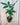 A hand holding a 6-inch braided money tree plant with green leaves and a brown braided stem.