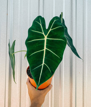 6" Alocasia 'Frydek'