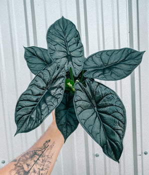 6" Alocasia 'Green Dragon Scale'