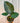 A person holding a potted Alocasia 'Regal Shield' plant with large arrowhead-shaped leaves against a metal background.