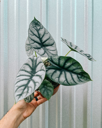 Hand holding a potted alocasia with large green silvery leaves against a metal background