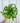 A person holding a 6-inch Birds Nest Fern 'Hurricane' plant against a metal background.