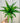 6" Birds Nest Fern 'Victoria'