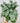 6" Calathea 'Burle Marx'