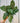 A person holding a 6-inch Calathea 'Makoyana' plant with striking green and light green patterned leaves.