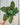 A person holding a 6-inch Calathea 'Makoyana' plant with striking green and light green patterned leaves.
