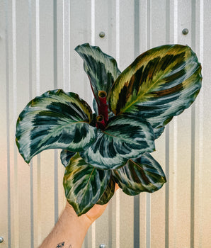 A close-up image of a person holding a Calathea 'Marion' houseplant with distinctive green and patterned leaves.
