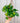6" Epipremnum 'Global Green' (Hanging Basket)
