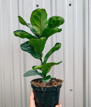 6" Ficus Lyrata 'Little Sunshine'