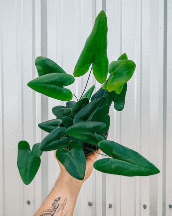 A person holding a 6-inch Heart Fern with heart-shaped fronds.