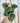 A hanging basket of Peperomia Argyreia 'Watermelon' houseplants with thick green leaves and deep red stems.